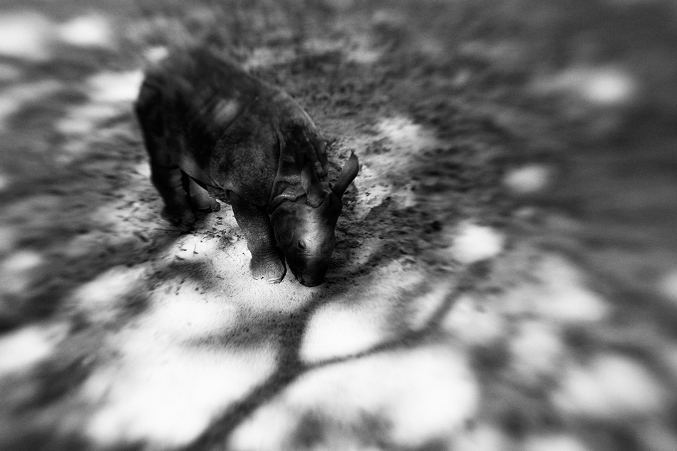 ein echtes Lensbaby