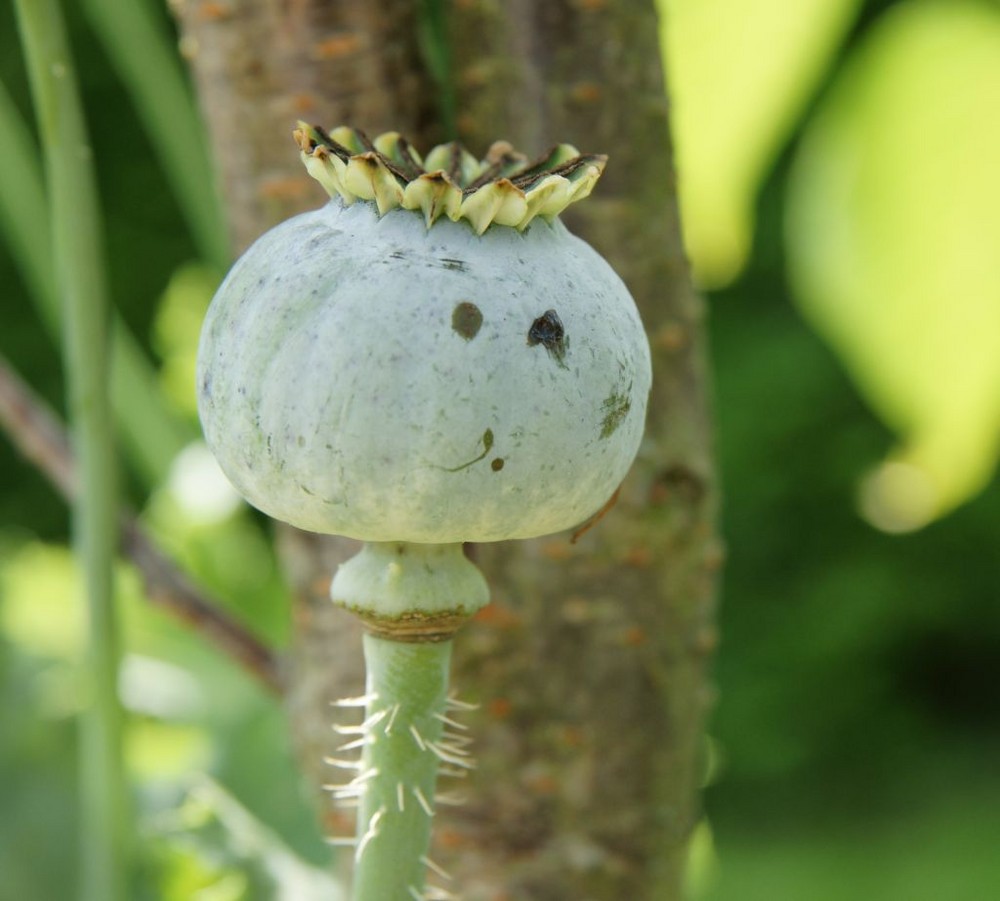 ein echtes Mohn(d)gesicht oder ?