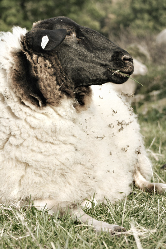 Ein echtes Schaf genießt und schweigt