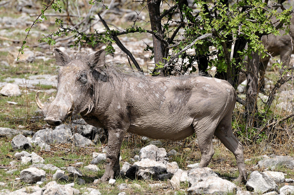 ... ein echtes "Schwein" (Warthog!)