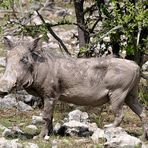 ... ein echtes "Schwein" (Warthog!)