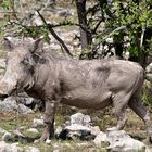 ... ein echtes "Schwein" (Warthog!)