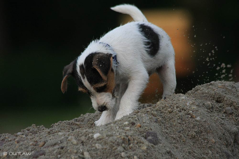 Ein echtes Terrierkind