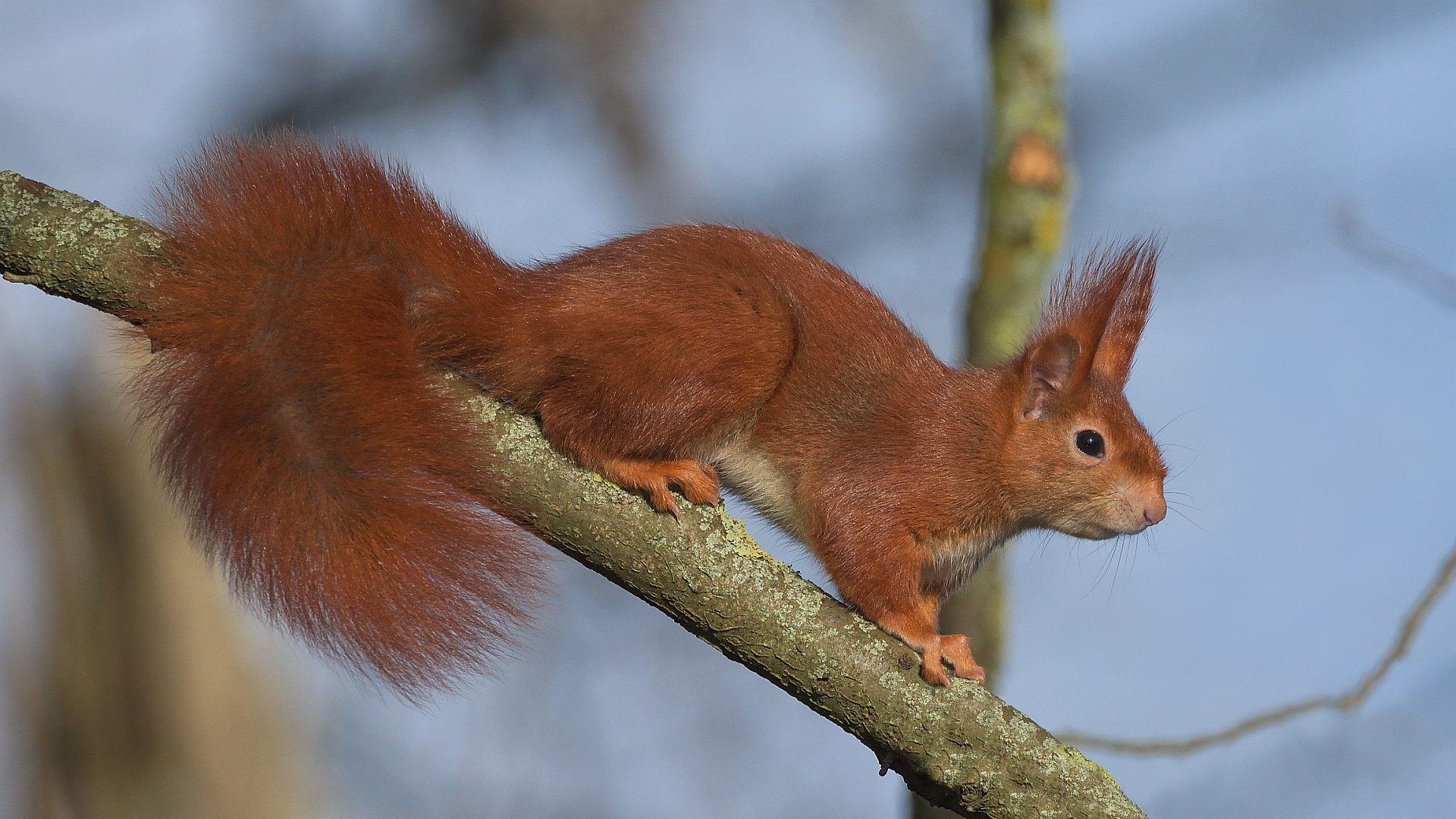 Ein echtes Wildlife Hörnchen.