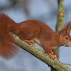 Ein echtes Wildlife Hörnchen.