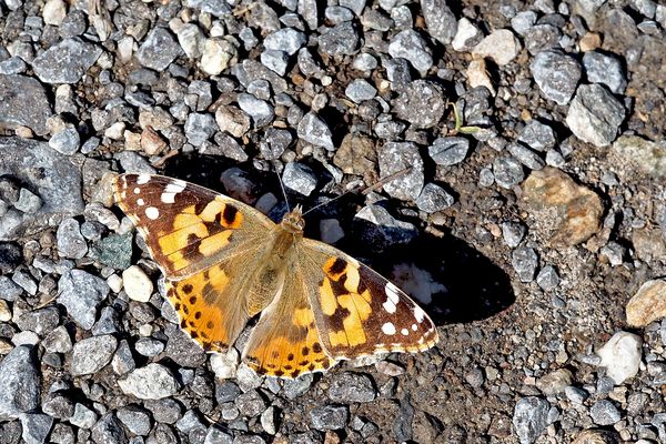 Ein Edelfalter mit einem prächtigen Kleid ...