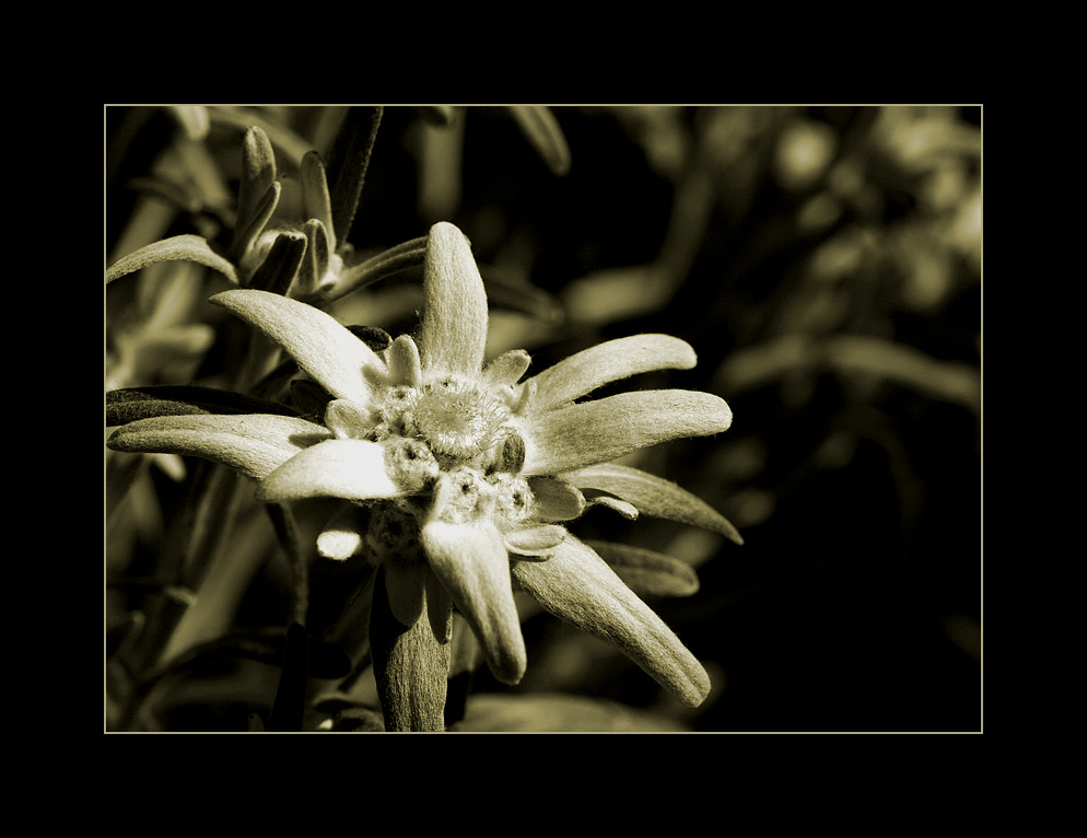 »Ein Edelweiss«