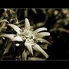 »Ein Edelweiss«