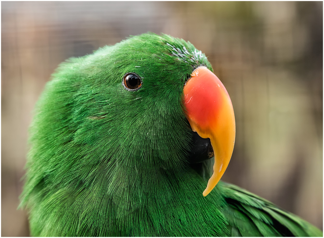 Ein Edler Foto & Bild tiere, zoo, wildpark & falknerei, vögel Bilder