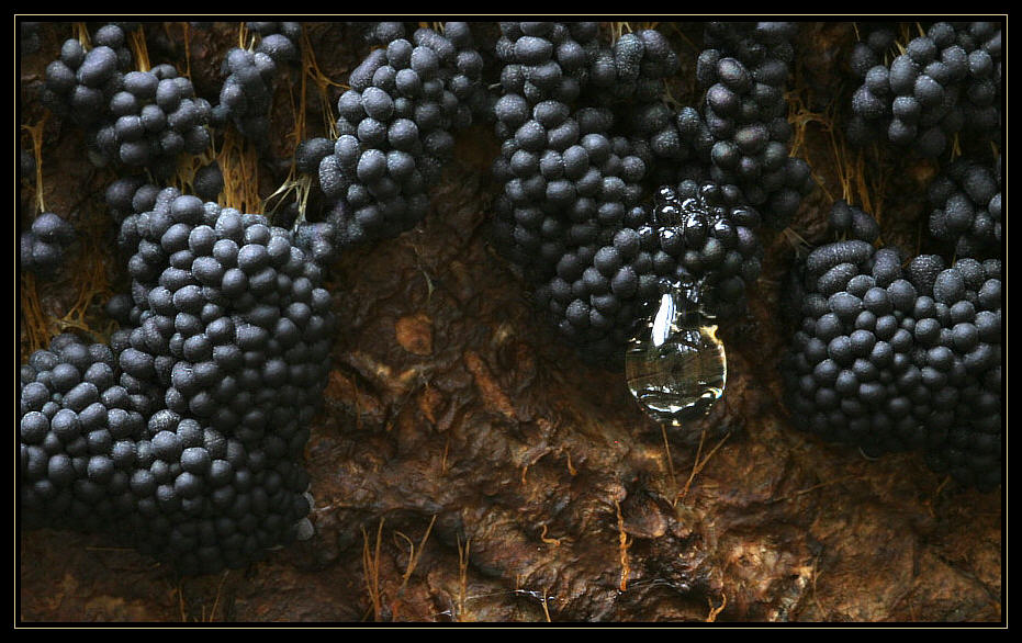 Ein edler Tropfen Badhamia utricularis ... - Mushrooms with a drop