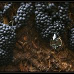 Ein edler Tropfen Badhamia utricularis ... - Mushrooms with a drop