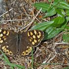 Ein edler Waldbewohner: Waldbrettspiel (Pararge aegeria) - Le Tircis.