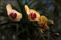 Ein "edles" Mittwochsblümchen, eine Orchidee aus dem Bot. Garten Linz/OÖ