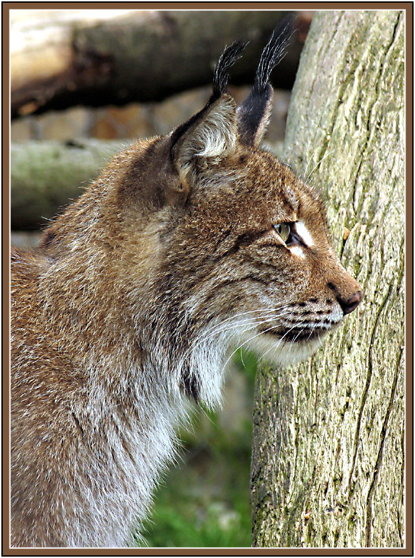 Ein edles Tier: der Luchs