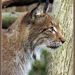 Ein edles Tier: der Luchs