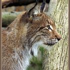 Ein edles Tier: der Luchs