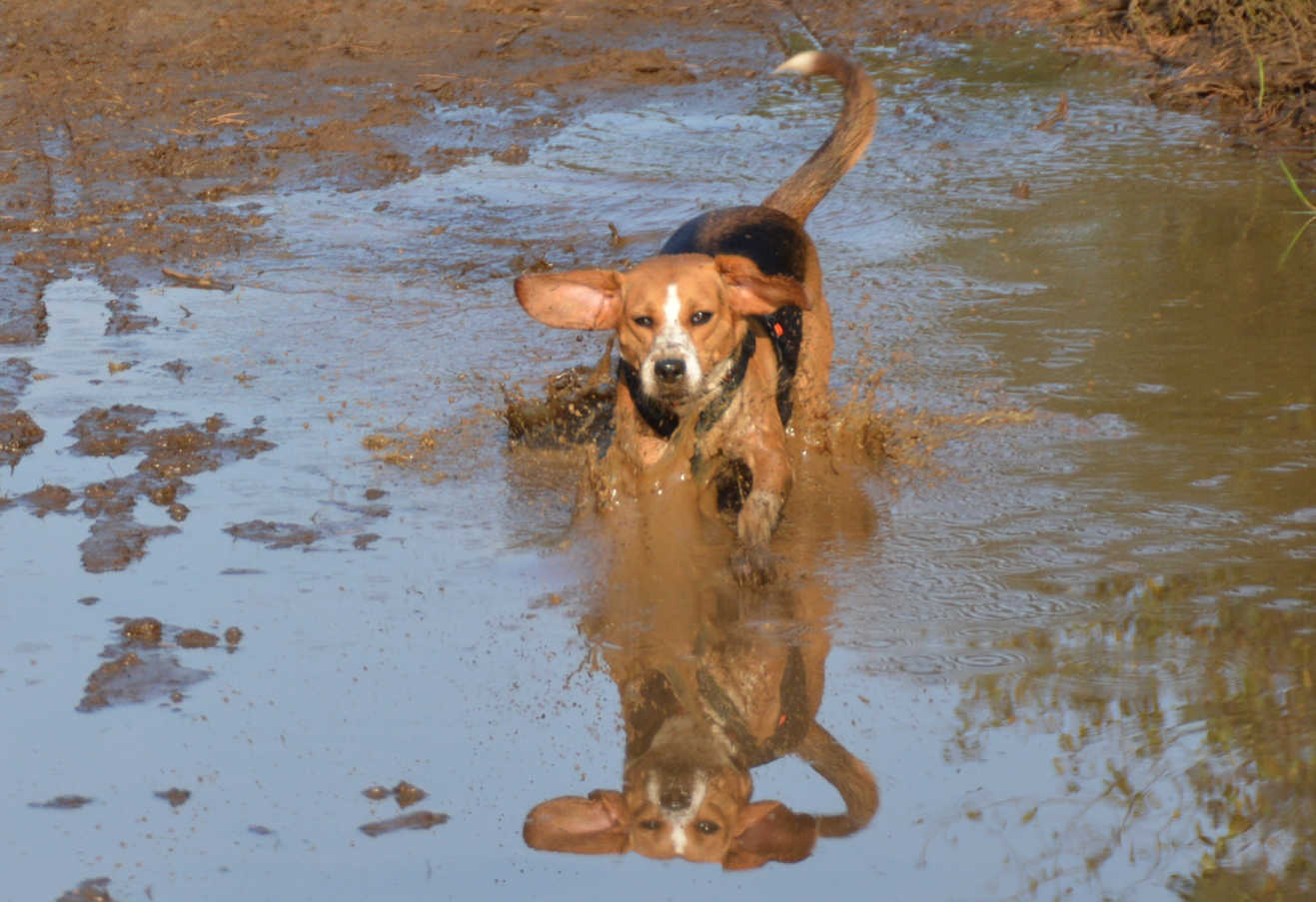 Ein ehemaliger armer Laborbeagle