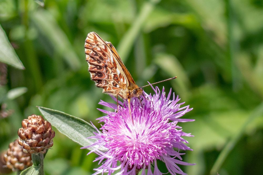 Ein eher seltener Schmetterling