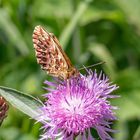 Ein eher seltener Schmetterling