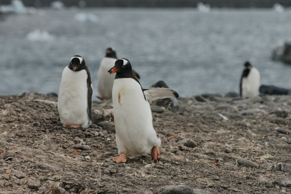 Ein ehrlicher Pinguin.