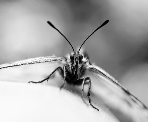 Ein ehrwürdiger Moment 