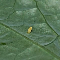 Ein Ei des Kleinen Kohlweißlings (Pieris rapae): ...