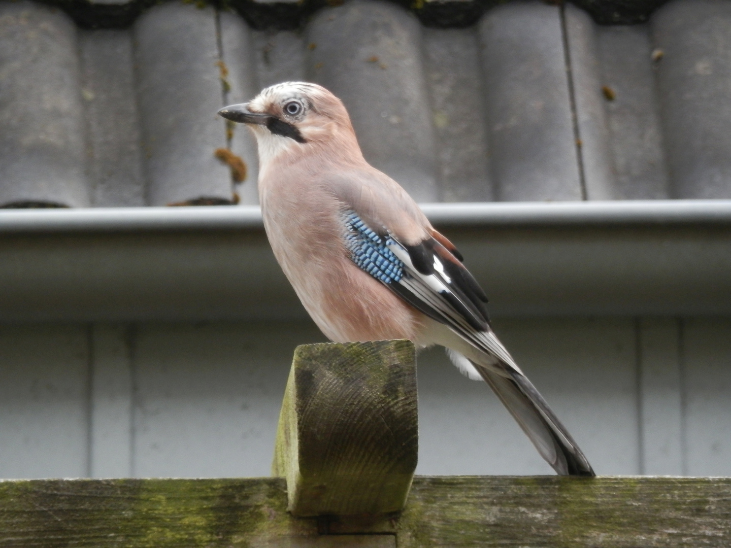 Ein Eichelhäher (Garrulus glandarius) im winterlichen Garten