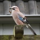 Ein Eichelhäher (Garrulus glandarius) im winterlichen Garten