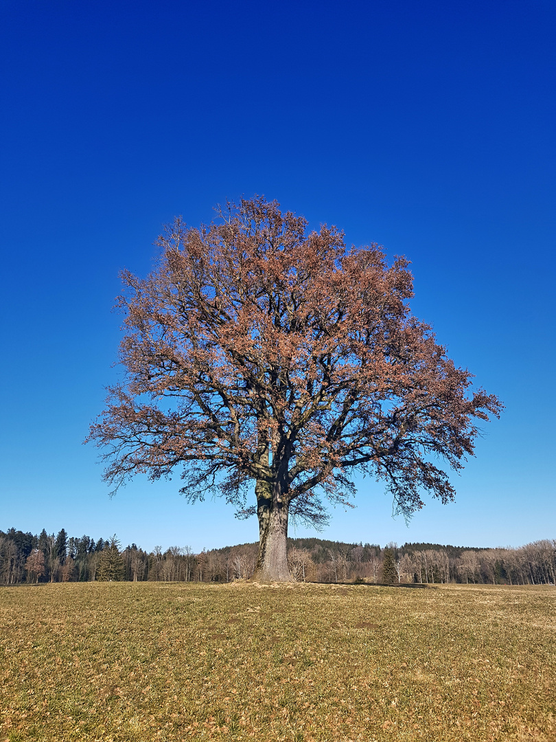 Ein Eichenbaum