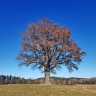 Ein Eichenbaum