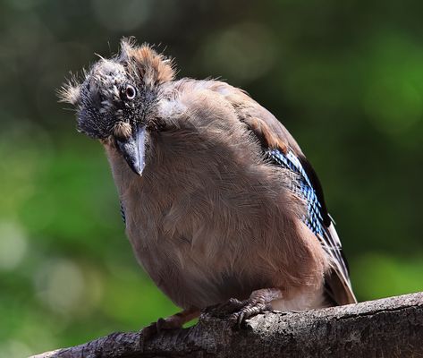 Ein EICHGEIER -- Garrulus glandarius oder Eichelhäher