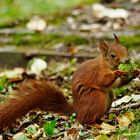 Ein Eichhörnchen