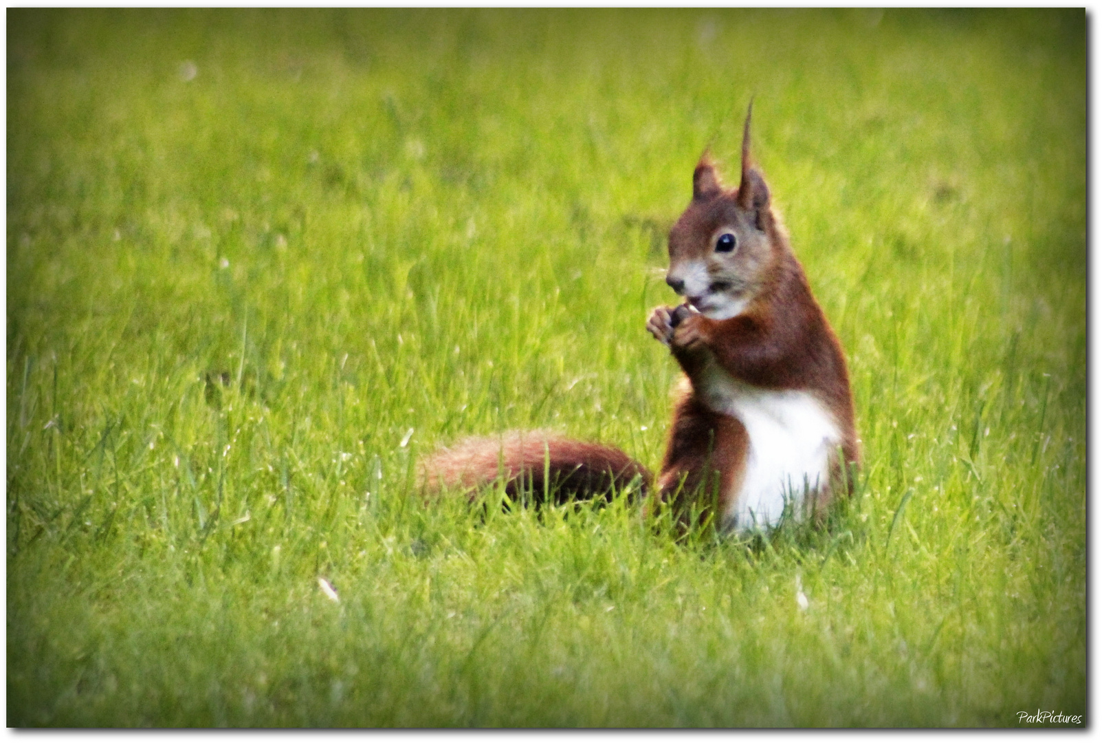 Ein Eichhörnchen...