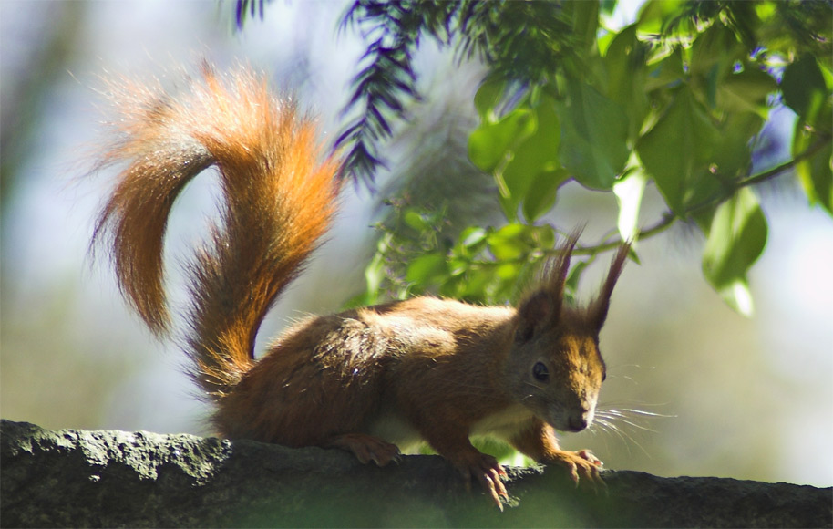 Ein Eichhörnchen