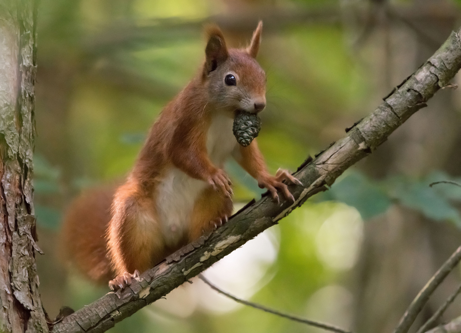 ein Eichhörnchen