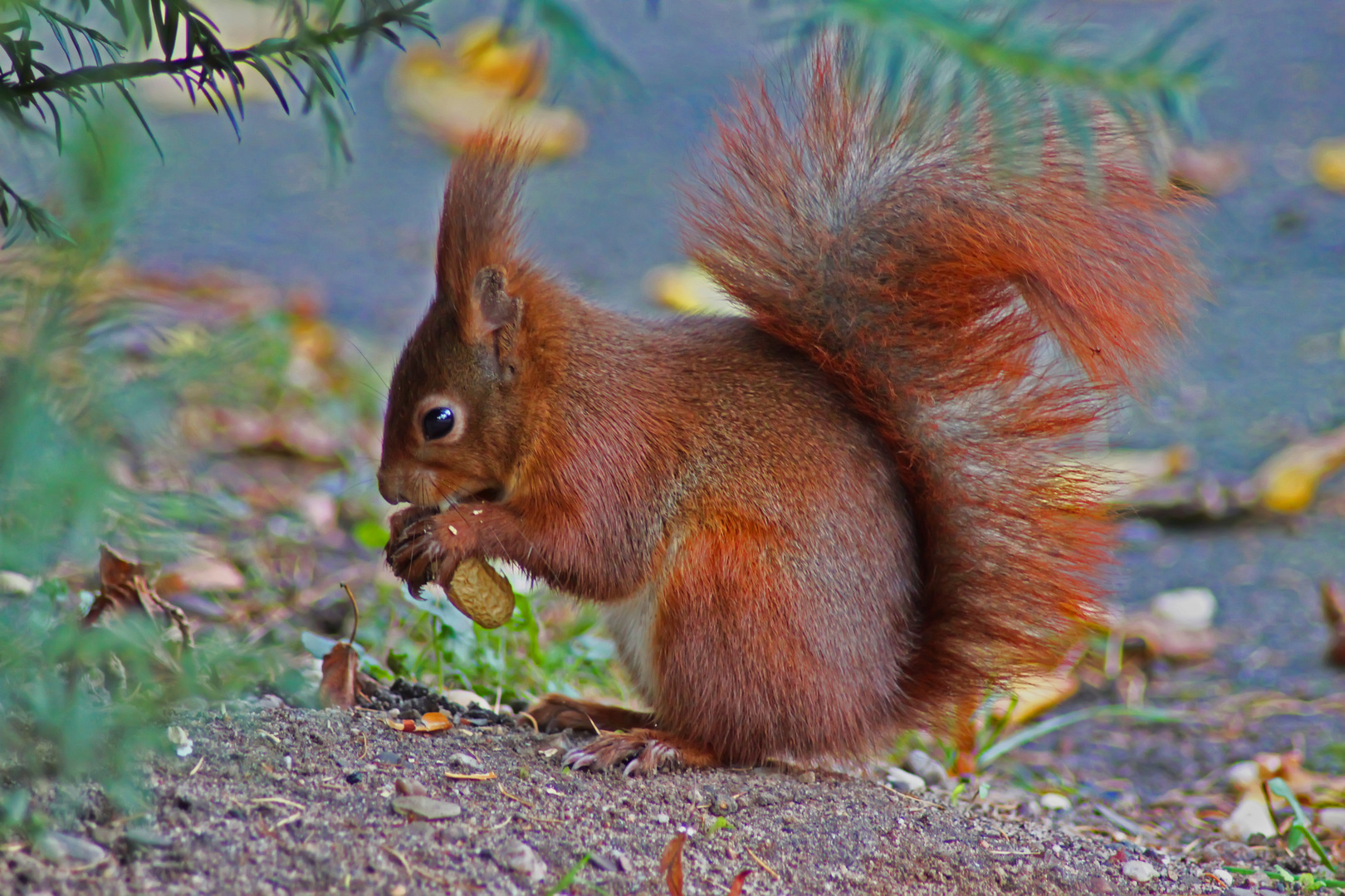 Ein Eichhörnchen