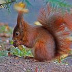 Ein Eichhörnchen