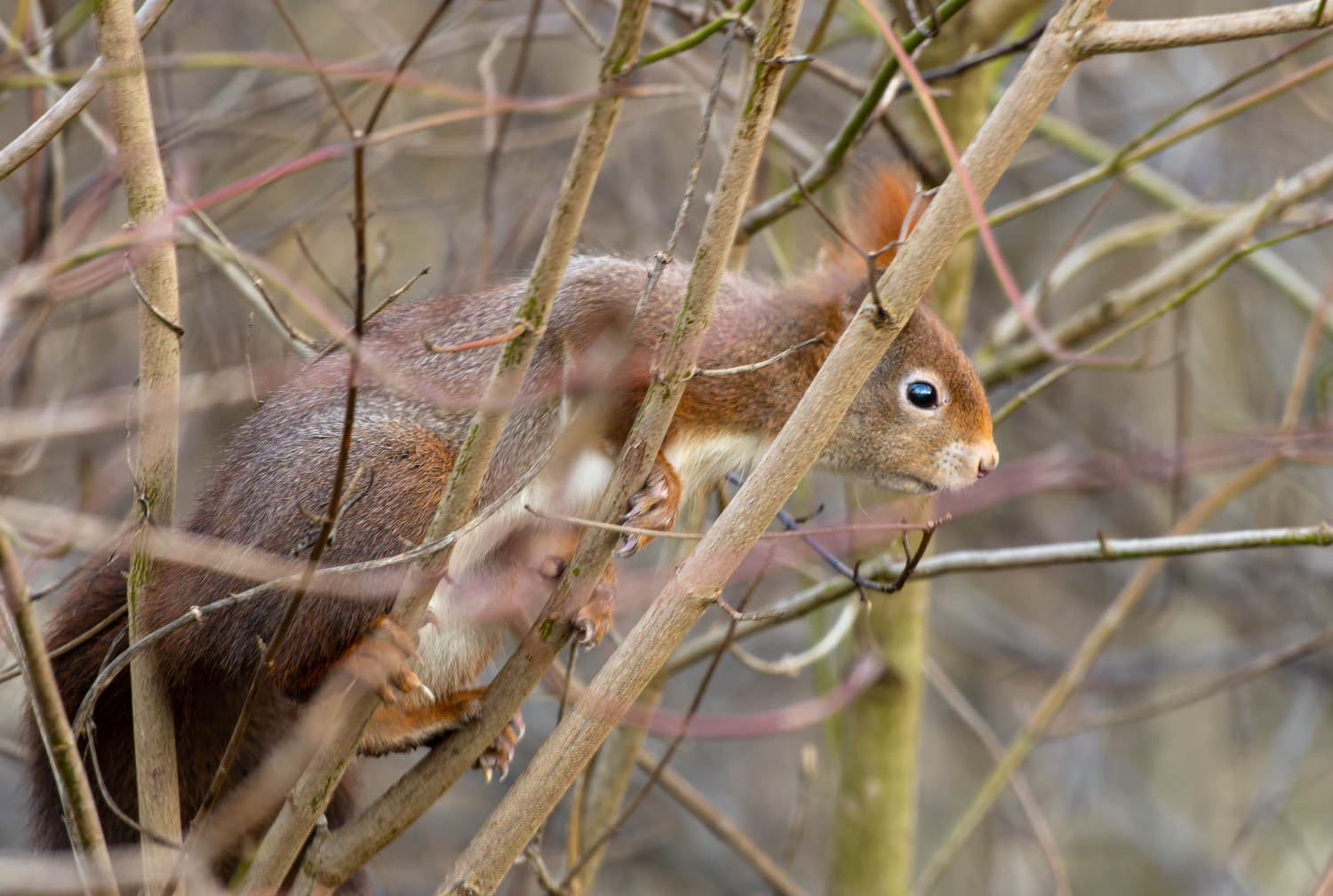 Ein Eichhörnchen...