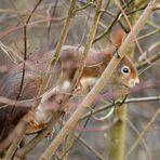 Ein Eichhörnchen...