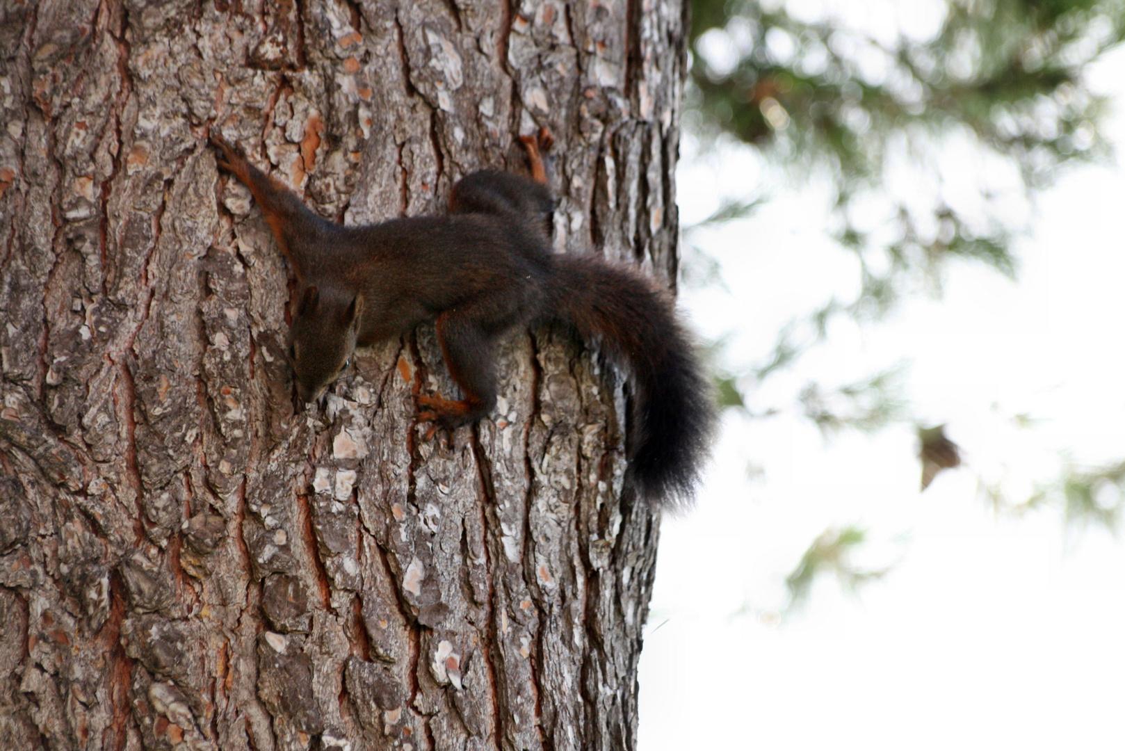 Ein Eichhörnchen am Stamm eines Baum