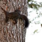 Ein Eichhörnchen am Stamm eines Baum