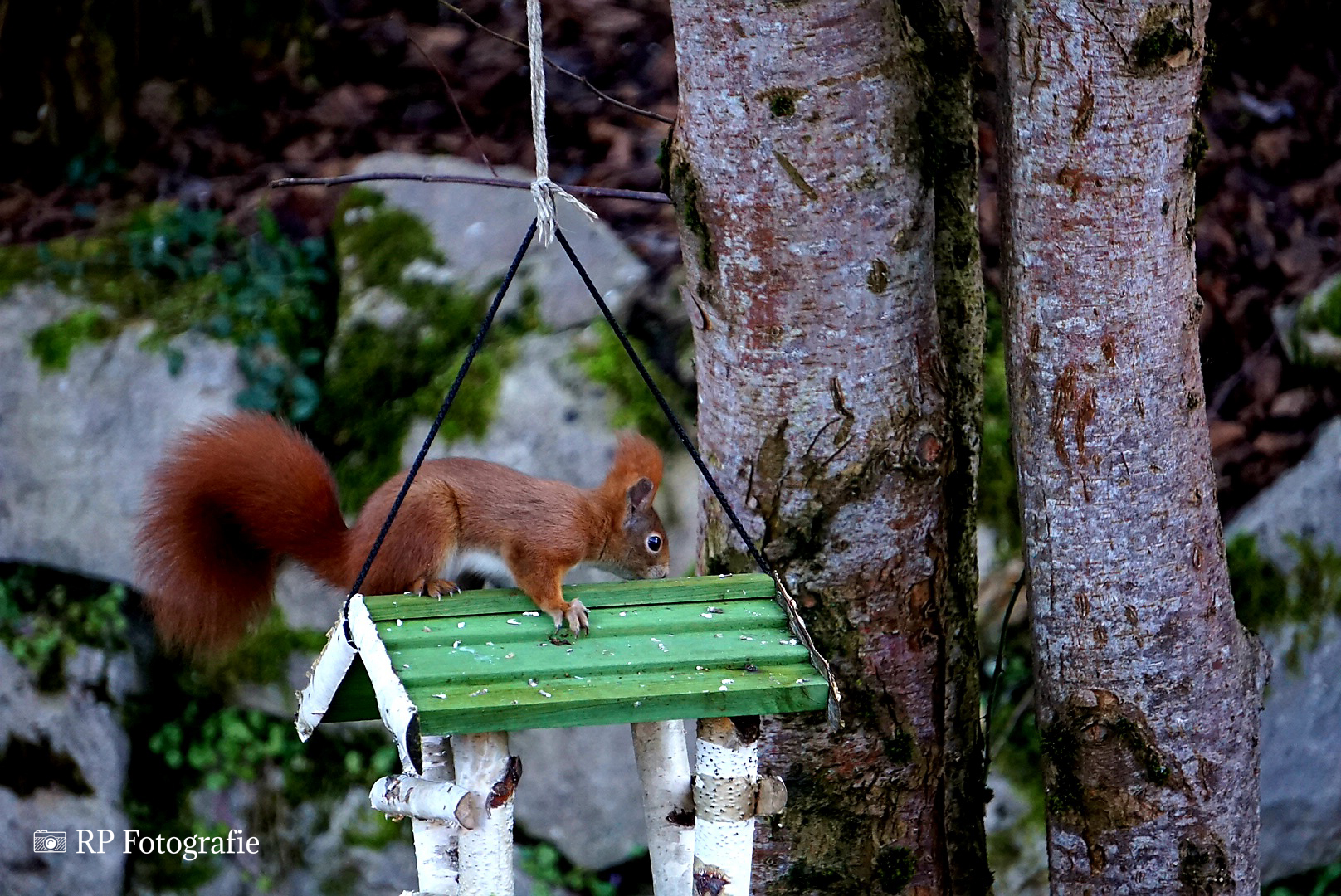 Ein Eichhörnchen auf dem Vogelhaus 