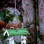 Ein Eichhörnchen auf dem Vogelhaus 