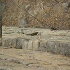 Ein Eichhörnchen auf der großen Mauer