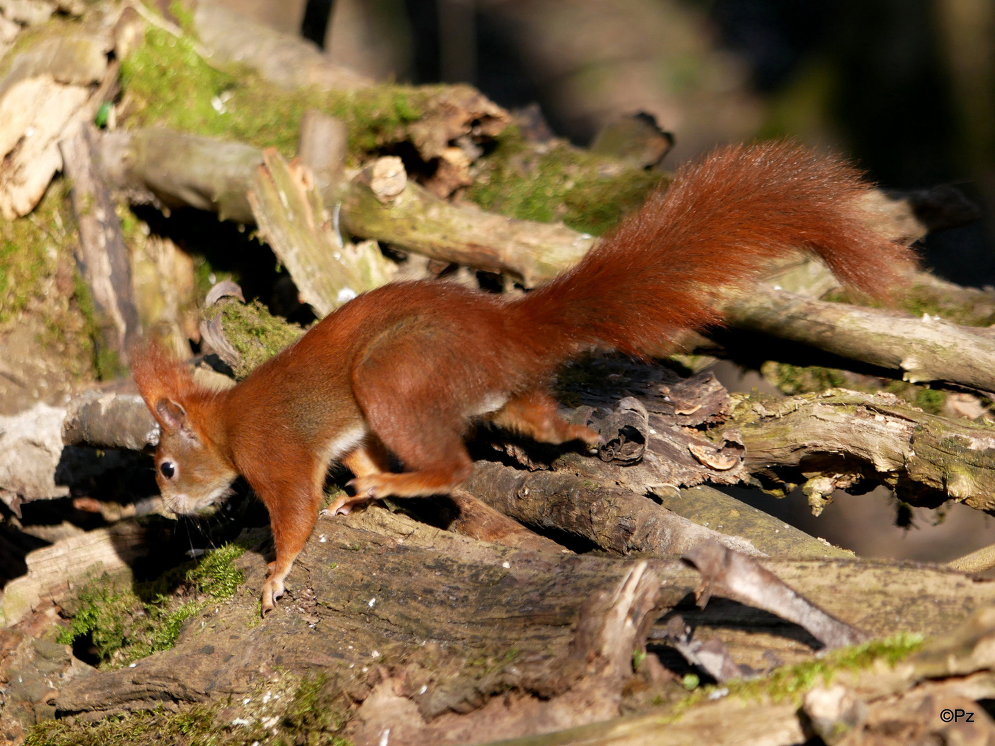 Ein Eichhörnchen auf der Suche nach Nüssen ...