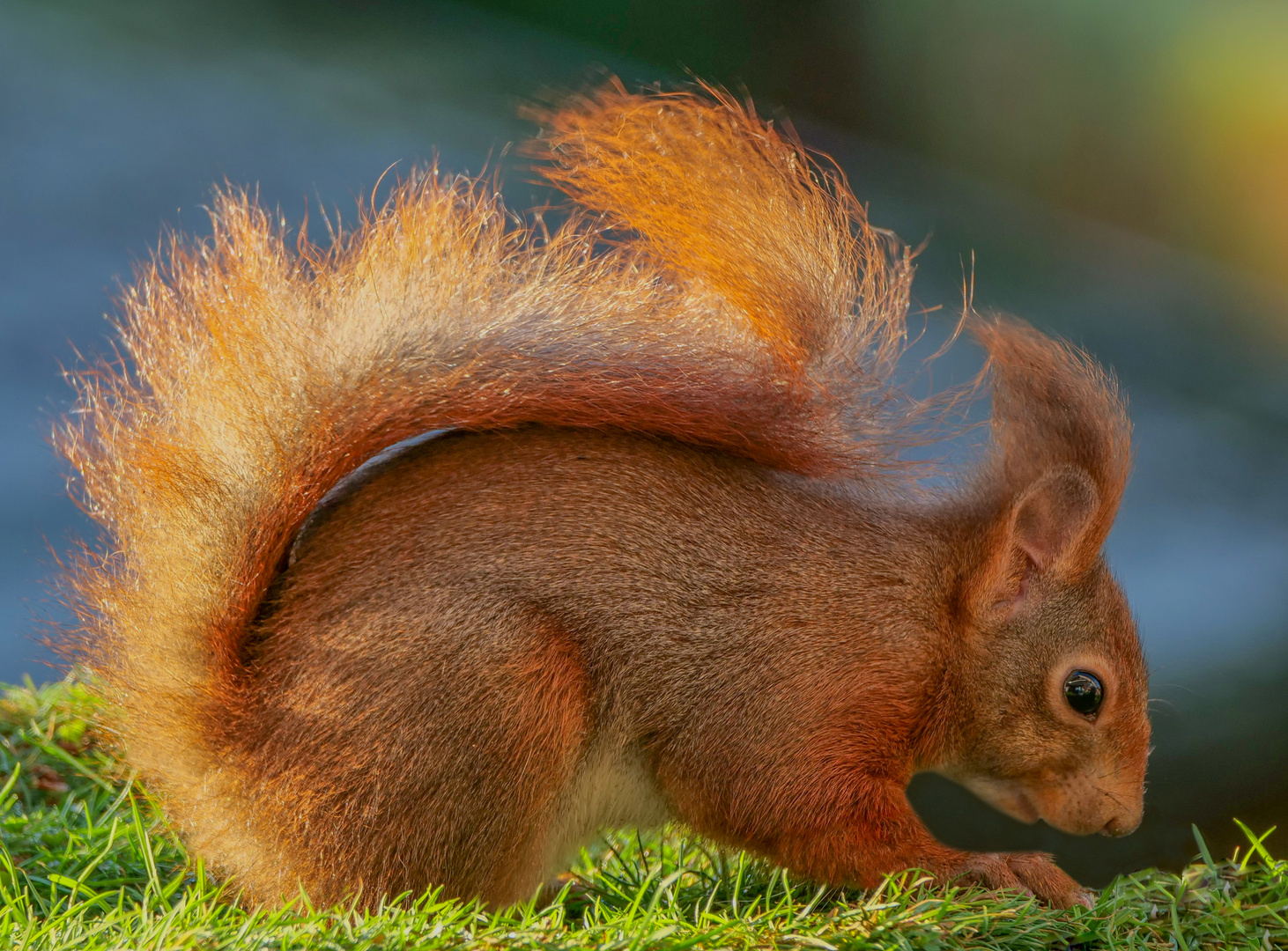 Ein Eichhörnchen auf Futtersuche