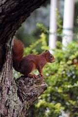 ein Eichhörnchen