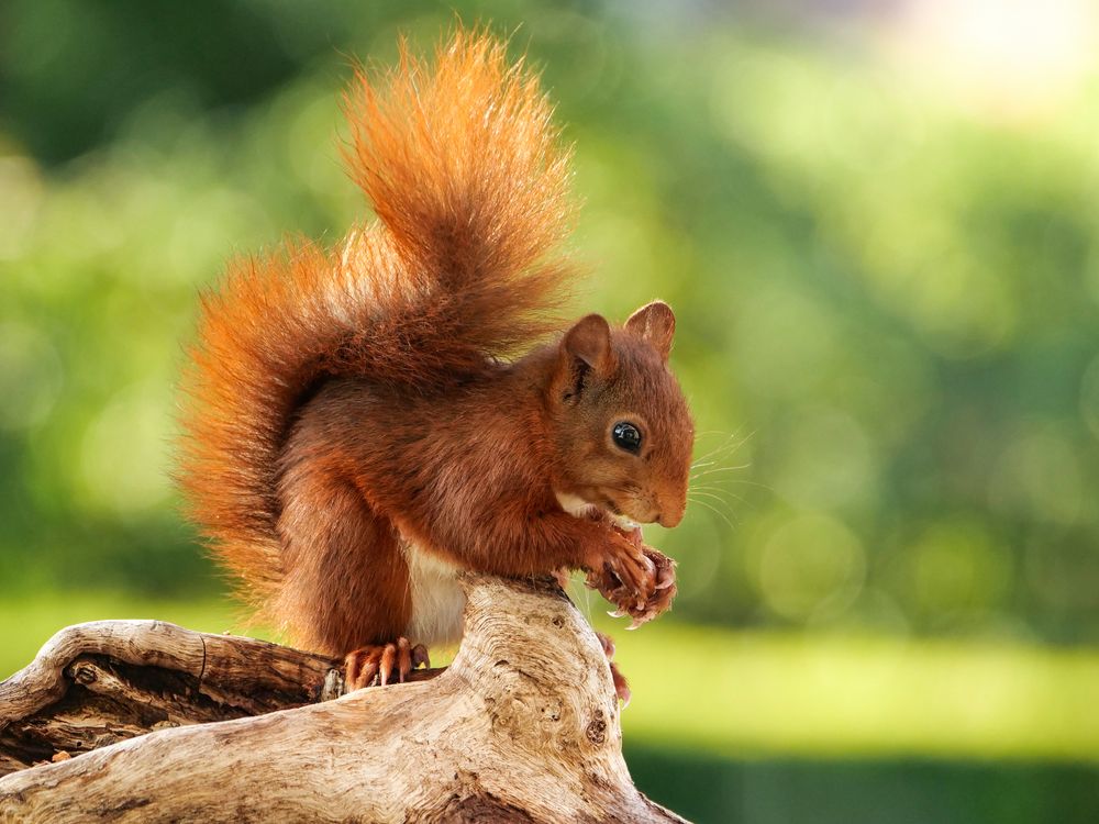 Ein Eichhörnchen beim Fressen im Abendlicht Foto & Bild eichhörnchen, natur, nagetier Bilder