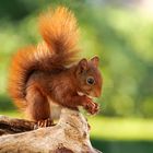 Ein Eichhörnchen beim Fressen im Abendlicht