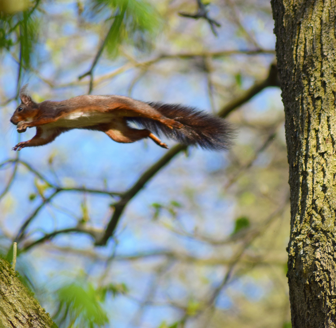 Ein Eichhörnchen beim Sprung erwischt. 